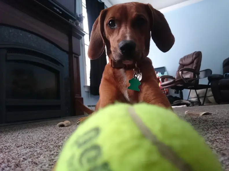 The Sony Z3 Compact passes the all-important "puppy sample photo" test with flying colors.