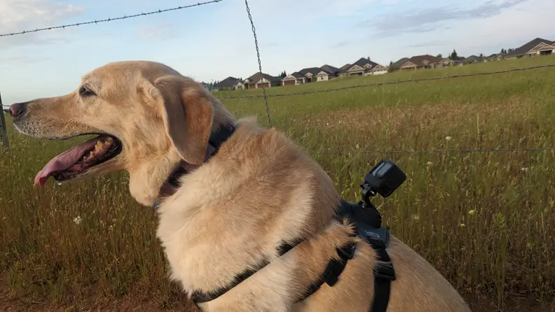 A Labrador Retriever dog with a pale blond coat sits on the ground in front of a grassy field with the GoPro Fetch Dog Harness on its back.