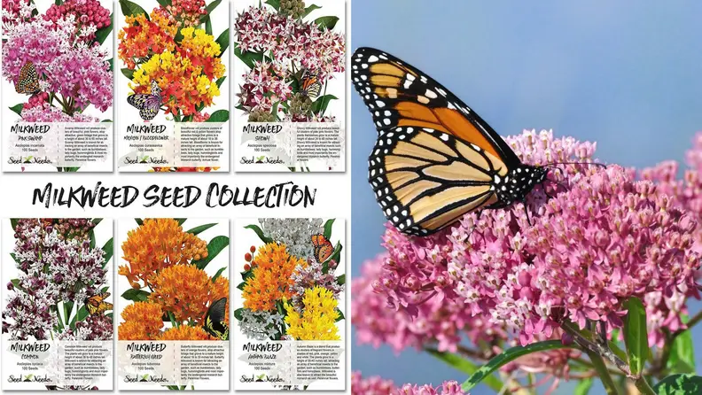 Butterfly Garden