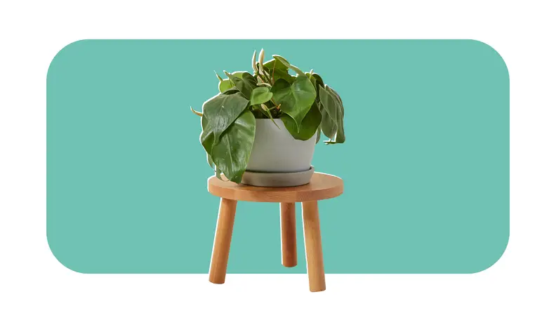 Green leafy Philodendron plant in gray ceramic pot on top of wooden stool.