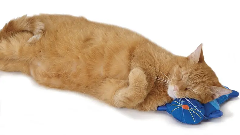 A cat lies with its head on the cat pillow
