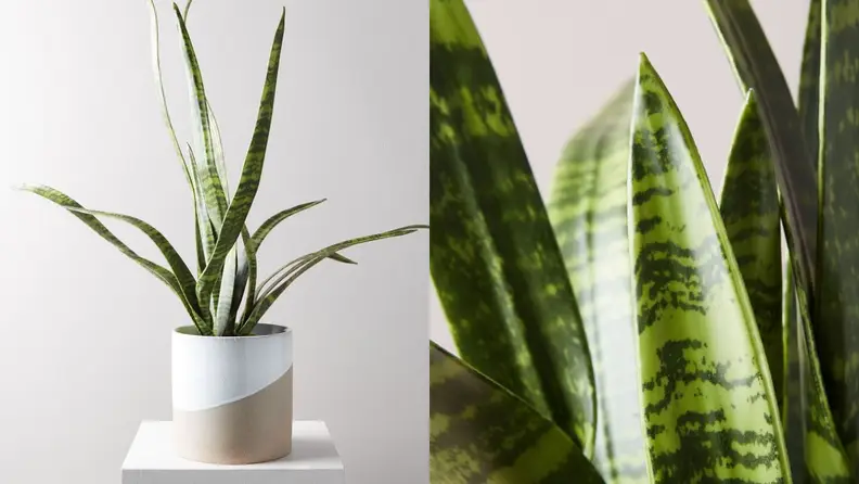 This snake plant is 150% pet-friendly.
