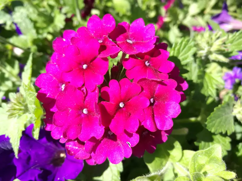 Huawei P9 Sample Photo