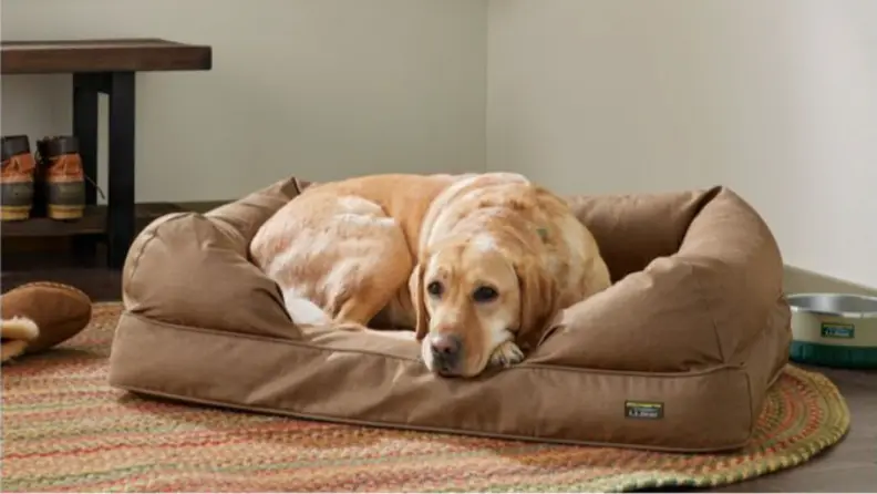 A golden retriever sits in a brown dog bed