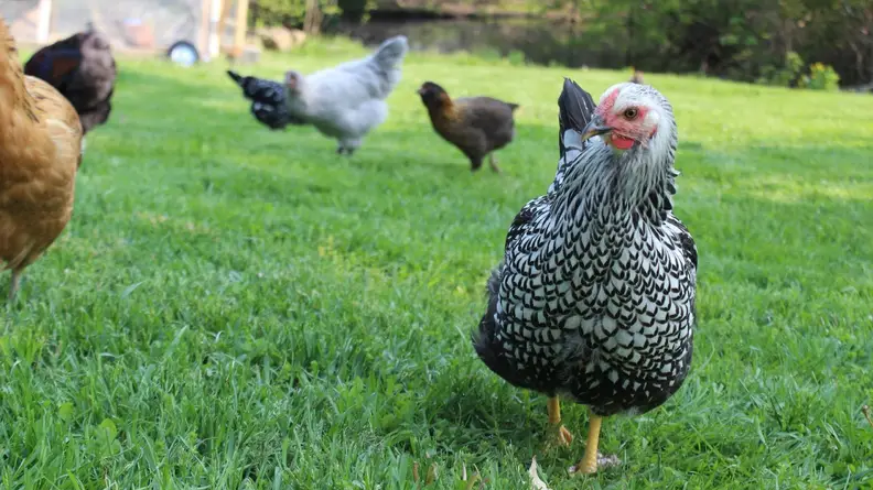Chicken running around outdoors on grassy farm.