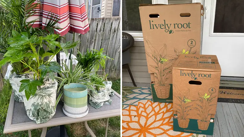 An assortment of indoor plants stacked on an outdoor table.