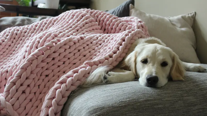 The Napper's performance ultimately fell flat.