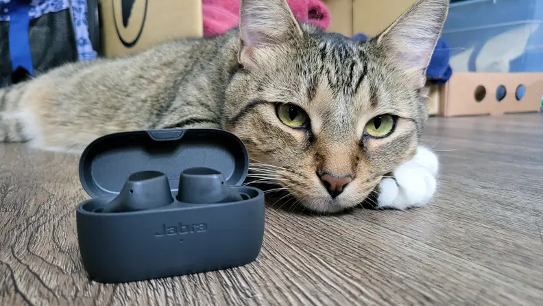Jabra's all-black, matte earbuds sit in their open case in front of a whimsical cat who is looking at the camera behind striped grey, black, and tan fur.