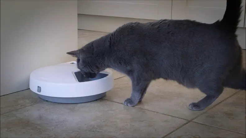 These are the best automatic pet feeders available today.