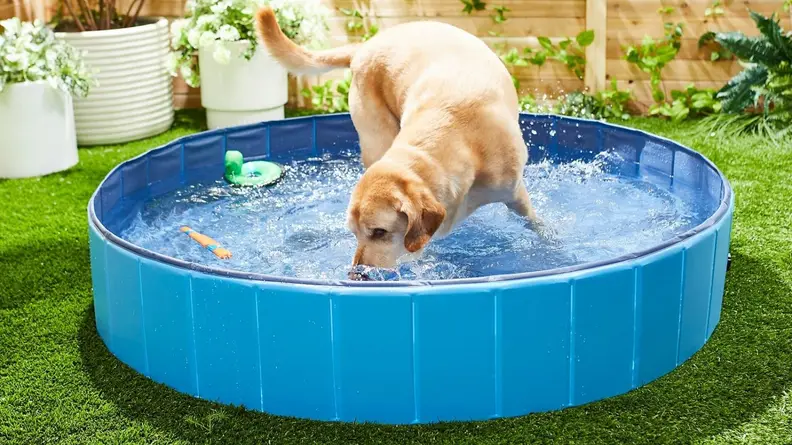doggy pool
