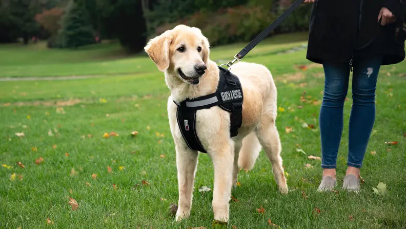 Dogline Unimax Multi-Purpose Dog Harness