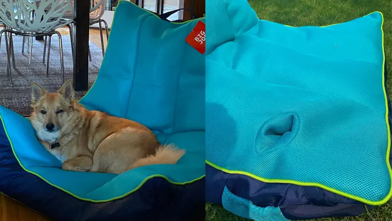 On left, tan colored dog reclining on navy-aqua 