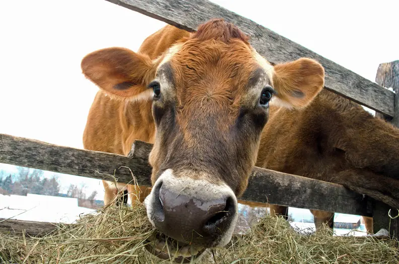 Cows are ruminants, meaning that they break down their food by fermentation. [Credit: Flickr user "bhampton1963" (CC BY-NC 2.0)]