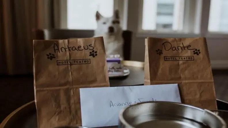 Food service for a dog staying in a hotel