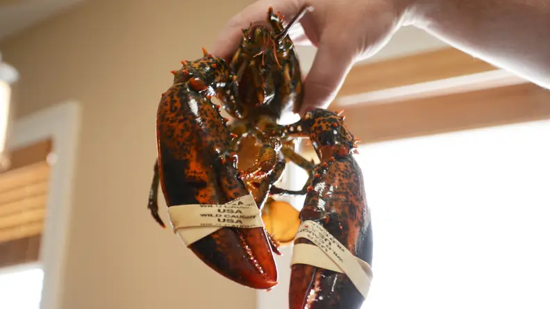 A person is holding up a Maine lobster to emphasize the large front claws that differentiate itself from spiny lobsters.