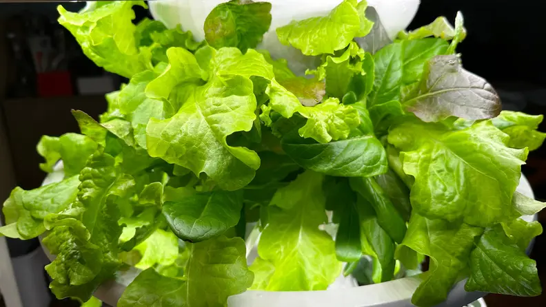 Leafy green plant growing out of Lettuce Grow Farmstand.