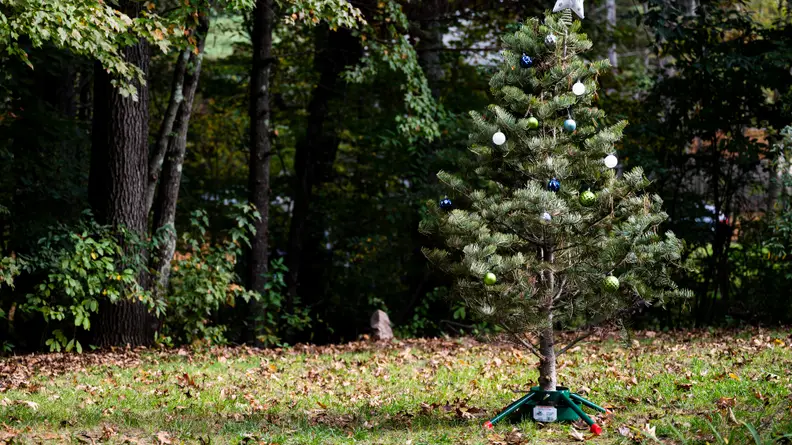 A christmas tree in a stand stands in a yard