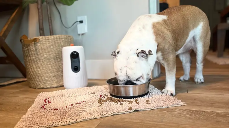 An English bulldog eating food from a bowl next to the Eufy Pet Dog Camera D605.