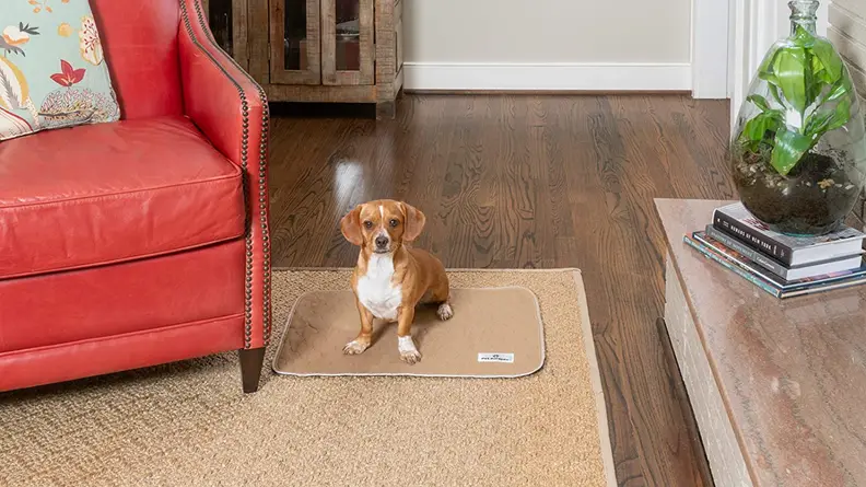 Dog on a reusable pee pad
