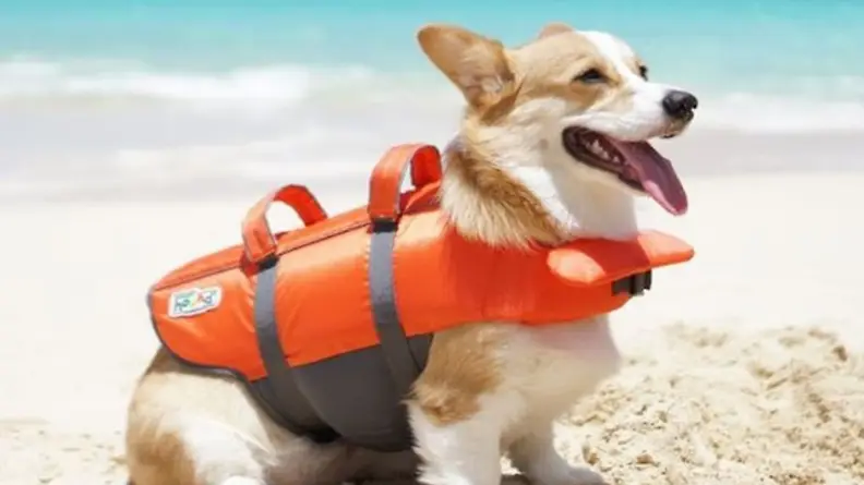 life jacket