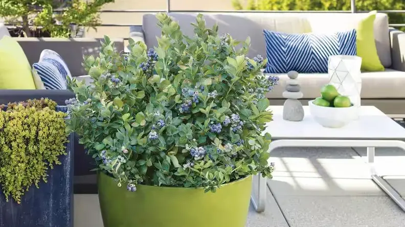 Peach sorbet blueberry plant in a green planter on a patio