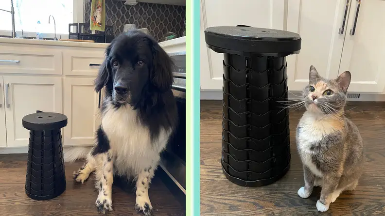 A dog and cat next to the Giraffe Creation Telescopic Stool.