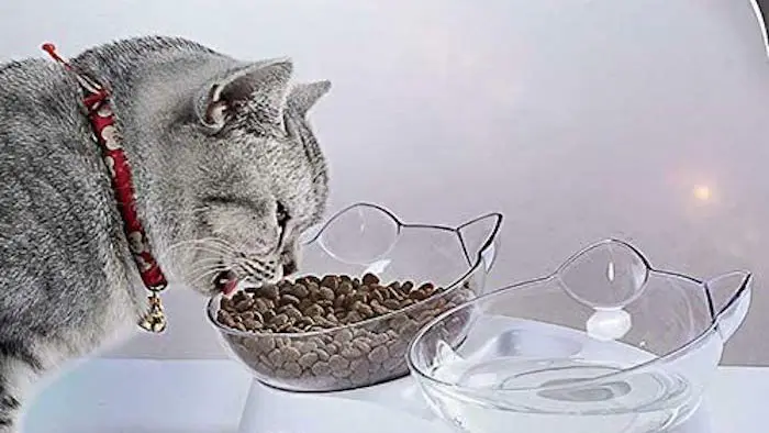 A gray cat with a bright red collar bends down to eat some dry kibble from a clear cat-shaped bowl