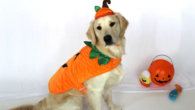 Behold: The cutest pumpkin to put on your front porch.