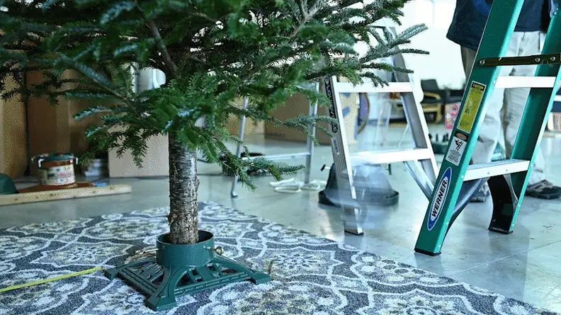 A poorly designed tree stand can loose its grip on a tree.