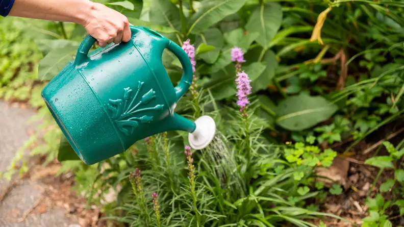 A person pours water of out of a green Cado watering can onto a plant.