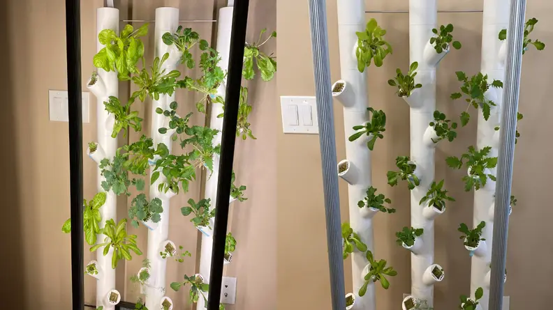 On the left, there are plants that had been growing for more than 20 days and one the right, there are plants that have been growing for 10 days.