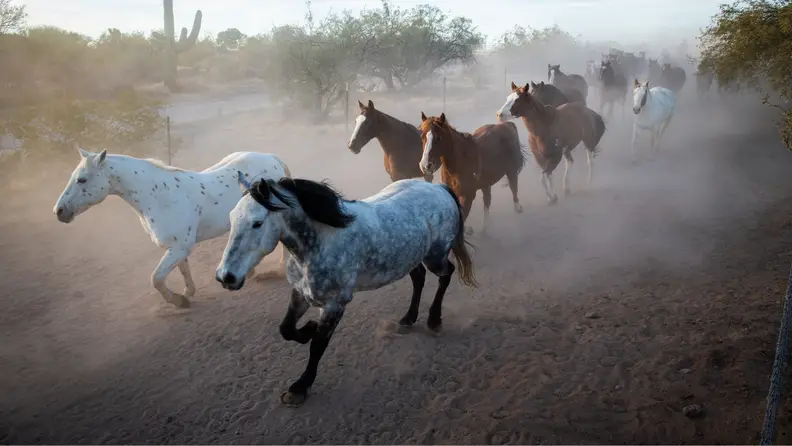 Herd of horses running down a dusty desert trail surrounded by cacti and scrub brush.