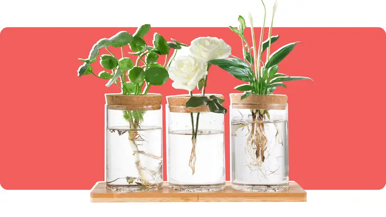 Three glass vases in a wooden stand with plants on a red background