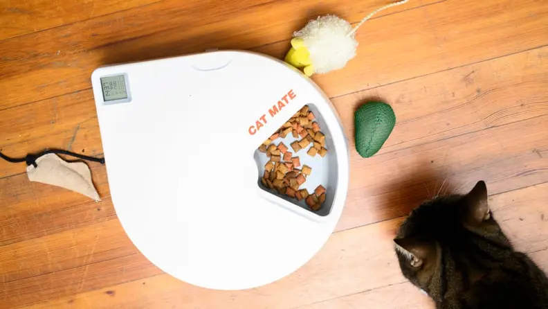 Cat with timed feeder