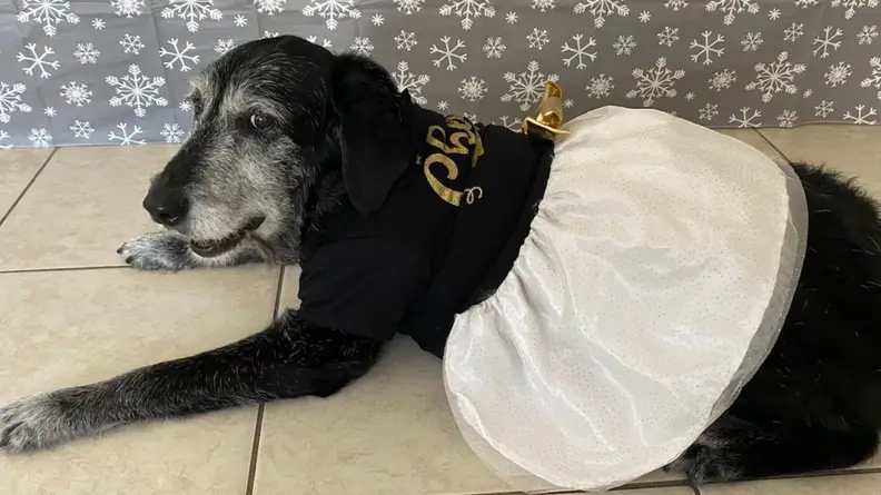 Dog in dress