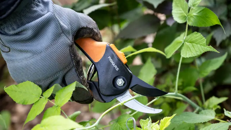 The pruning shears are being held by a gardening-gloved hand, a bush's branch between its snipper blades.
