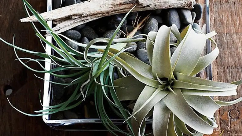These faux plants will survive being used as a cat toy, unlike real ones.