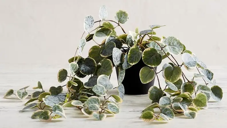 We "heart" how realistic this plant looks.