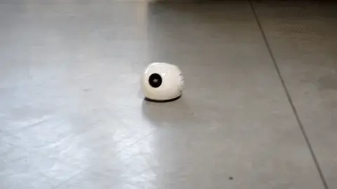 Augie moves quickly on hard, flat floor surfaces