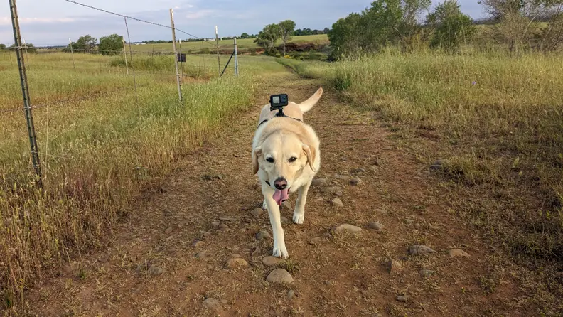 A Labrador Retriever dog with a pale blond coat walks towards the camera on a dirt path outdoors with the GoPro Fetch Dog Harness on its back.