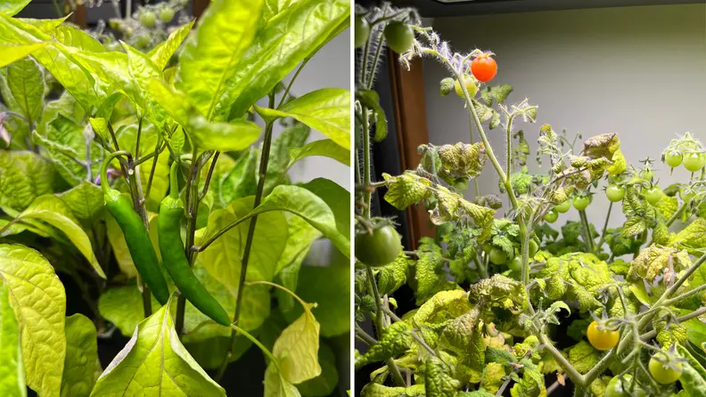 Rise Garden Review: Hydroponic indoor garden system - Reviewed