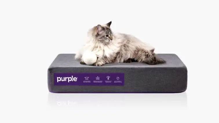A white long-hair cat is perched upon a miniature Purple mattress