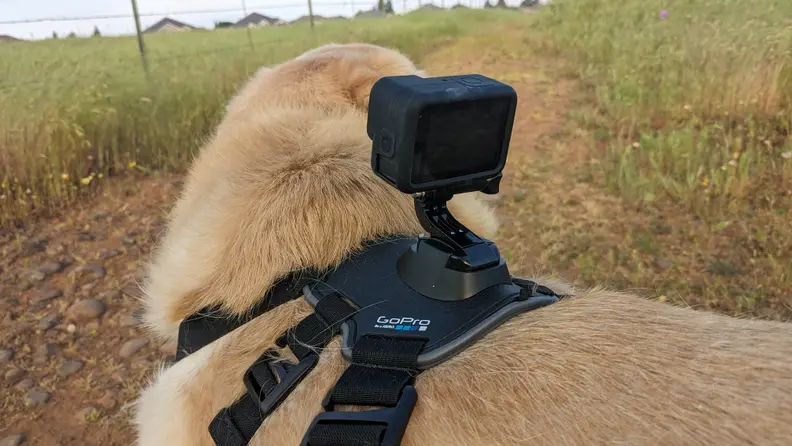 Close-up of the GoPro Fetch Dog Harness and camera on a Labrador Retriever's back outdoors.