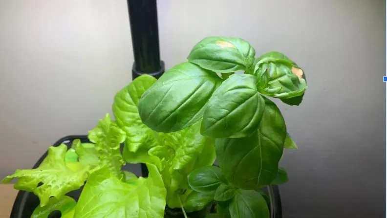 The image shows a top-down view of the plants in the Aerogarden Harvest., one of which has brown spots from close proximity to the light.