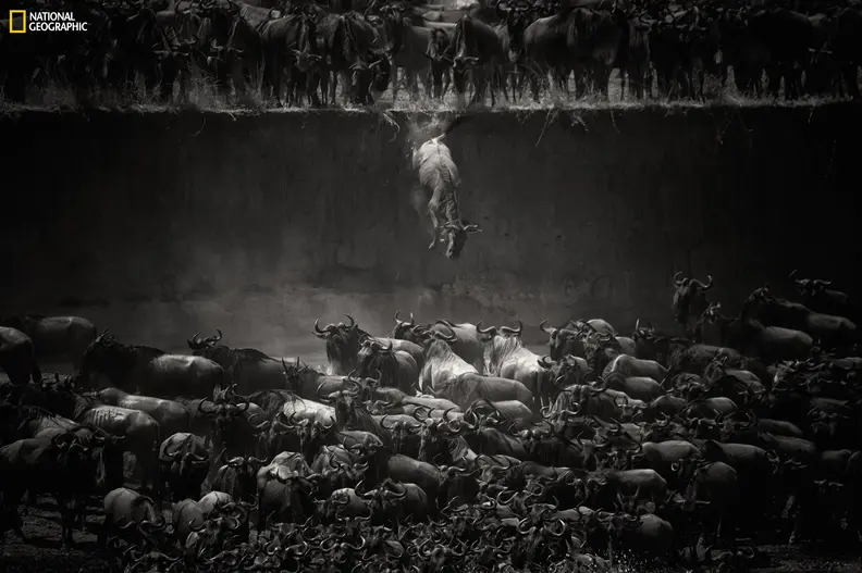 The Great Migration (Nature Winner)