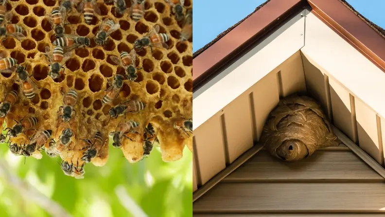 Side-by-side comparison of a beehive and a wasp nest.