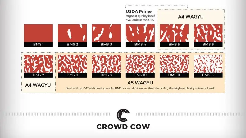 An infographic depicting the various levels of marbling possible in meat, ranging from no marbling to extremely marbled. Wagyu beef can range from 5-12 on the marbling scale (which measures 1-12).