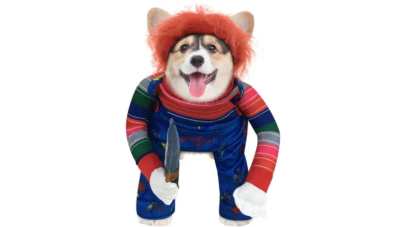 Pup dressed like Chucky