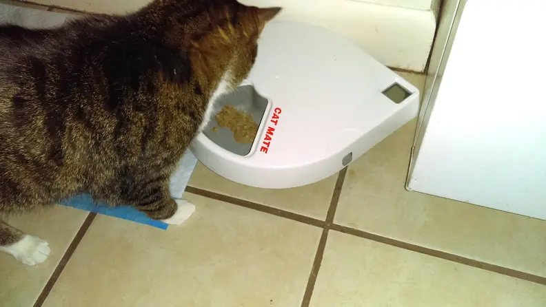 My cat loves using the Cat Mate C500 automatic feeder.