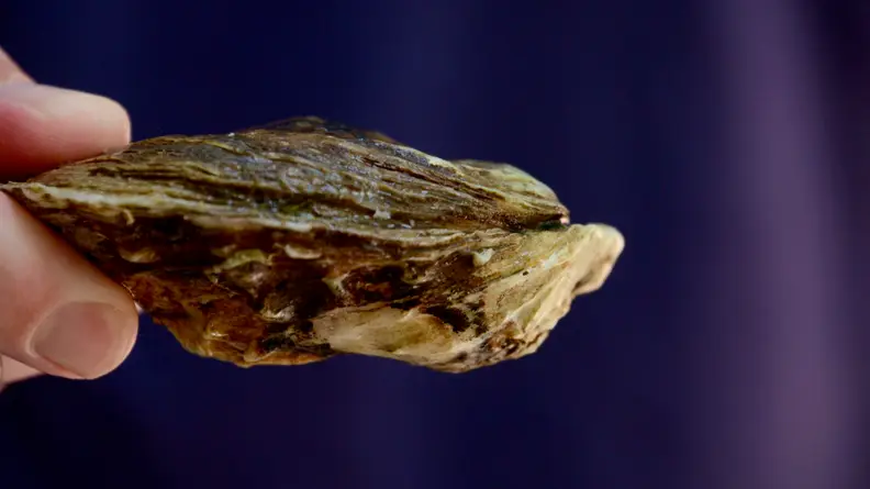 A person is holding an oyster.